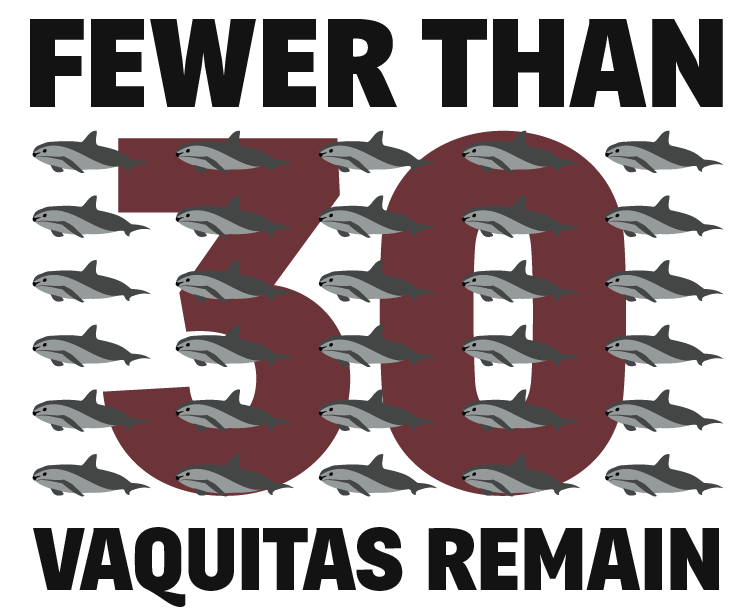 Fewer than 30 Vaquita Left